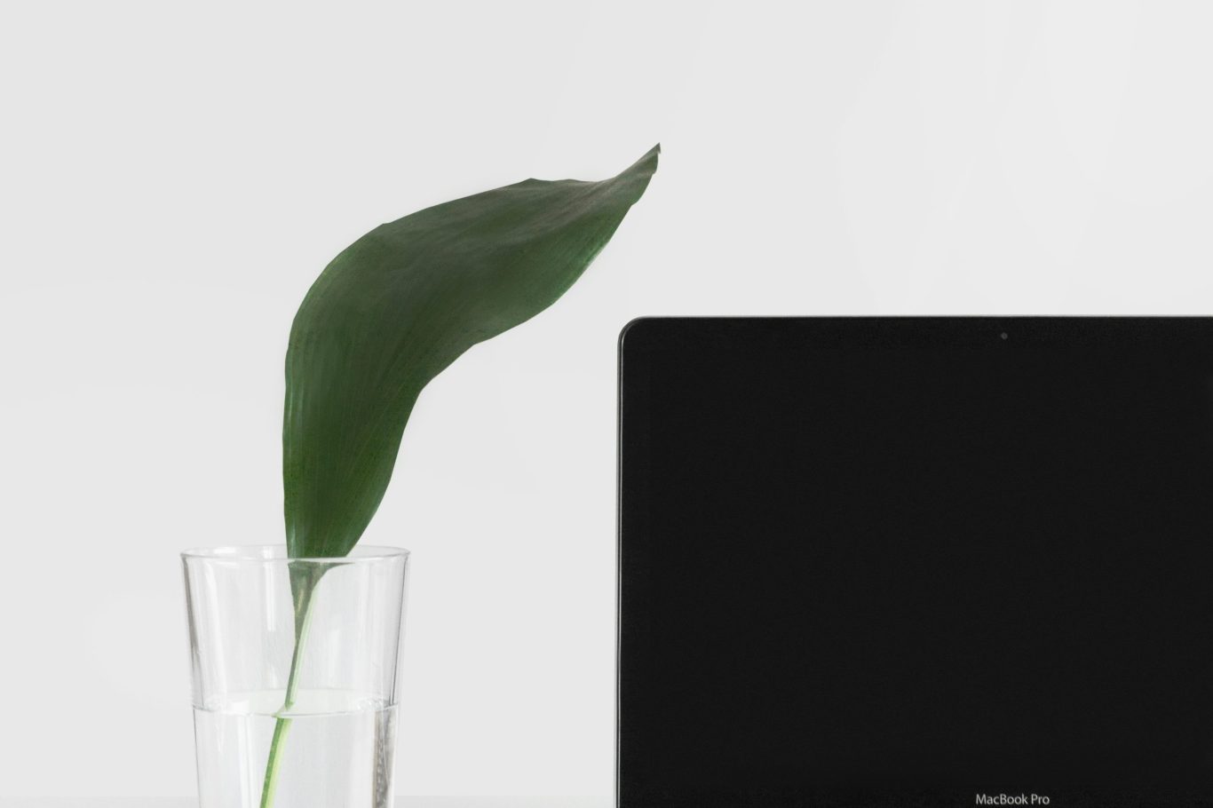 Wachstum durch Expertenberatung Ein einzelnes grünes Blatt steht in einem Wasserglas. Im Hintergrund ist ein Monitor zu sehen.